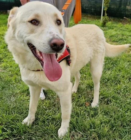 LUCAS, male Mixed Breed for adoption at Lega del Cane Altamura
