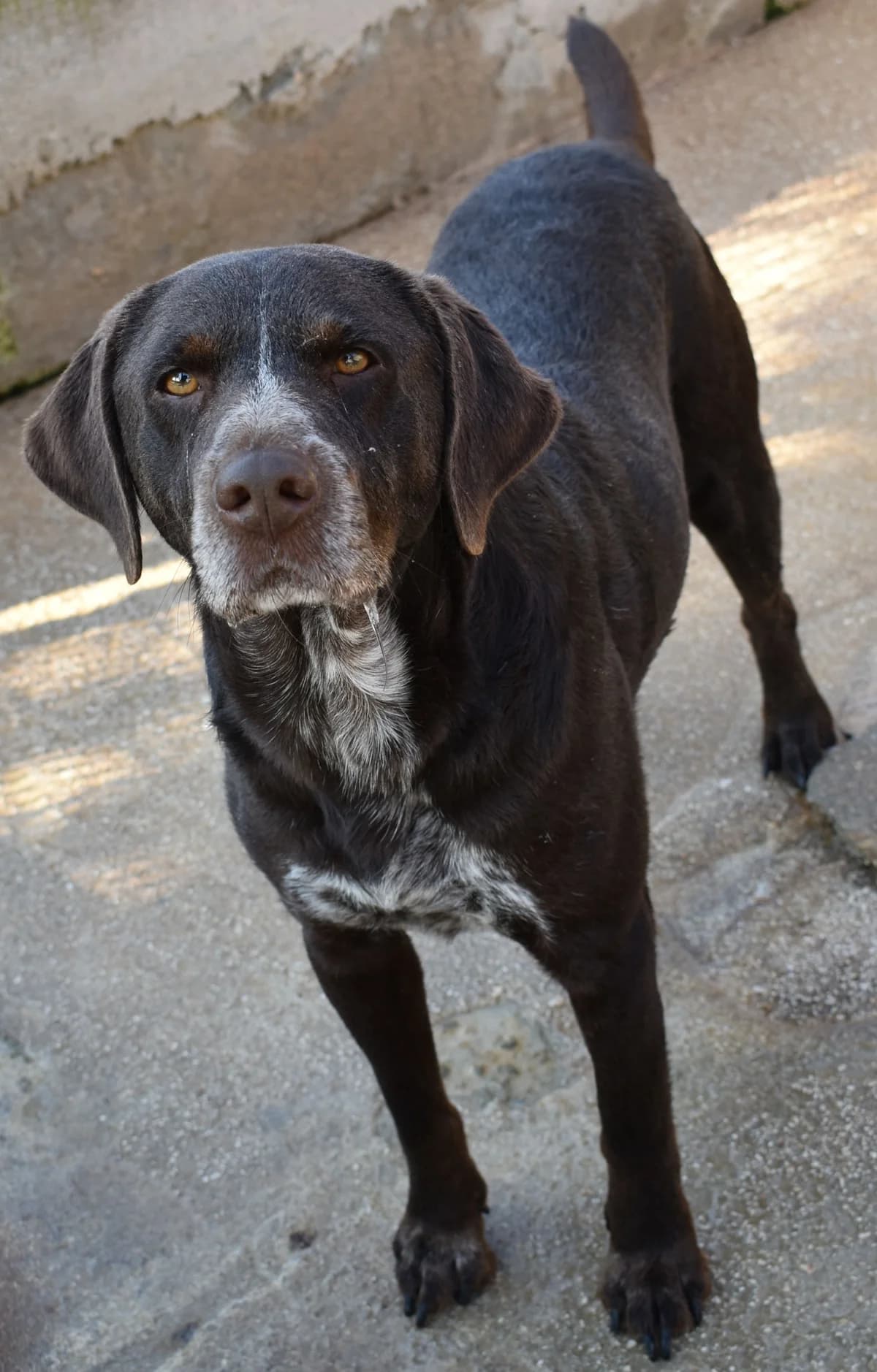 LUIGI, male Mixed Breed for adoption at Lega del Cane Altamura