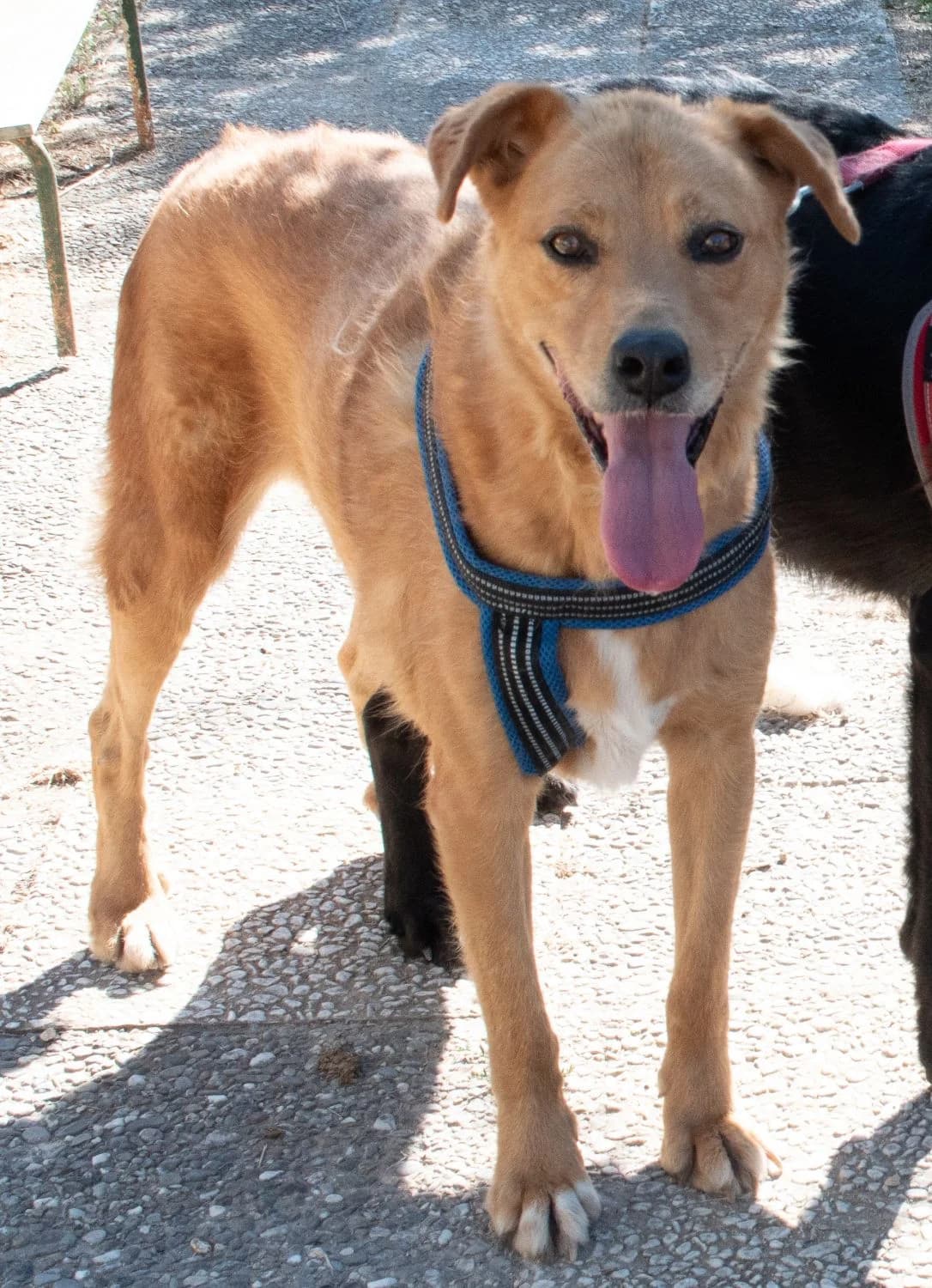 LUNA, female Mixed Breed for adoption at Lega del Cane Altamura