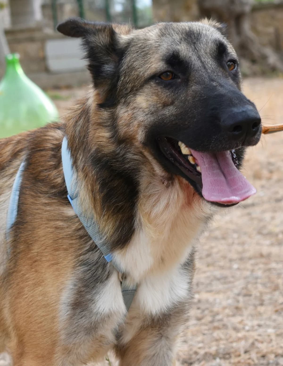 MANGO, male Mixed Breed for adoption at Lega del Cane Altamura