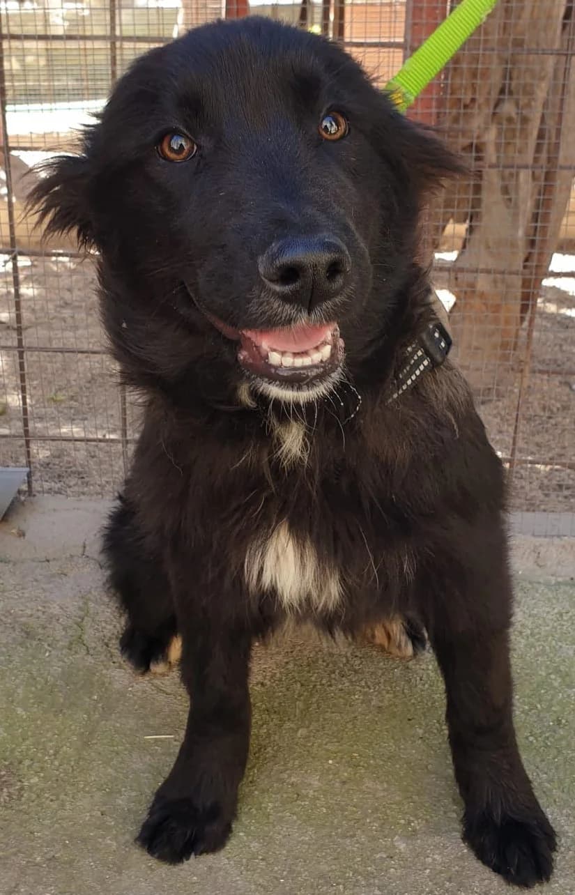 MARCELA, female Mixed Breed for adoption at Lega del Cane Altamura