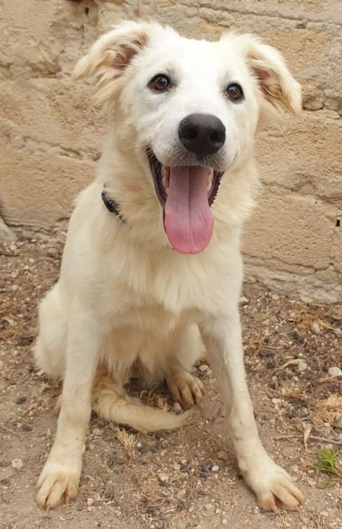 MARILU', female Mixed Breed for adoption at Lega del Cane Altamura