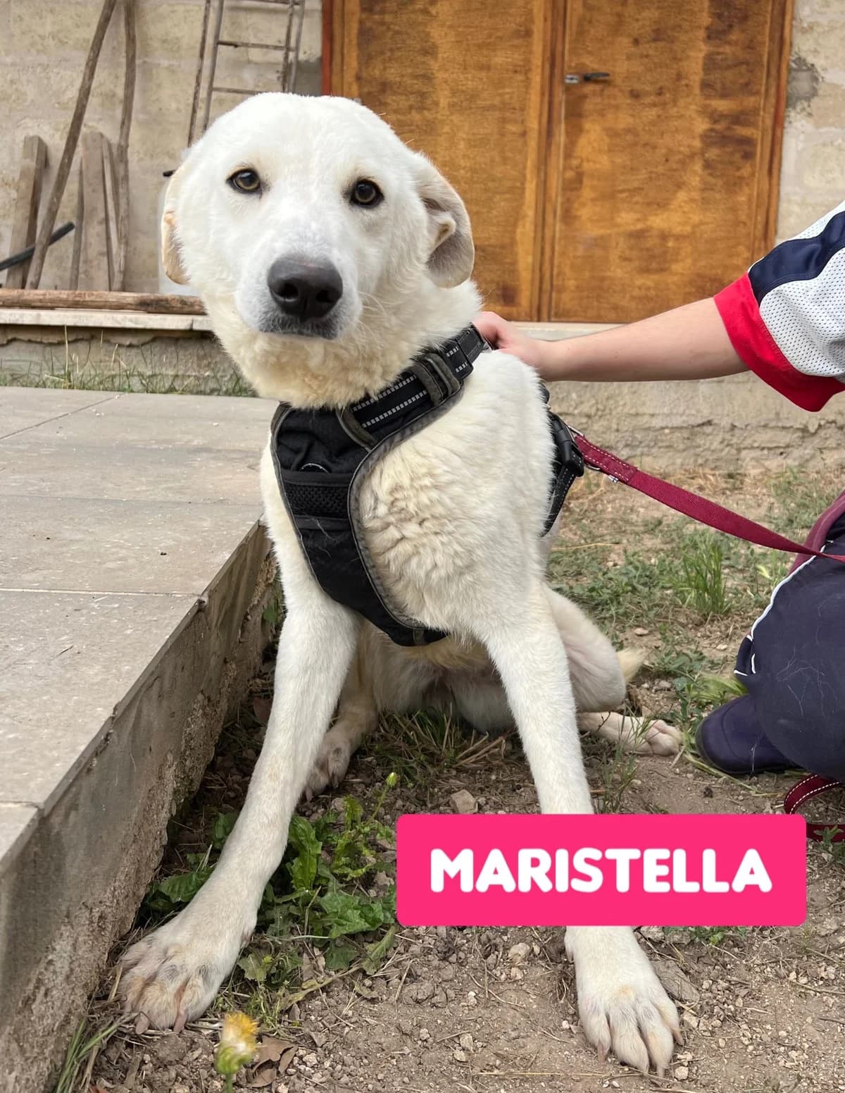 MARISTELLA, female Mixed Breed for adoption at Lega del Cane Altamura