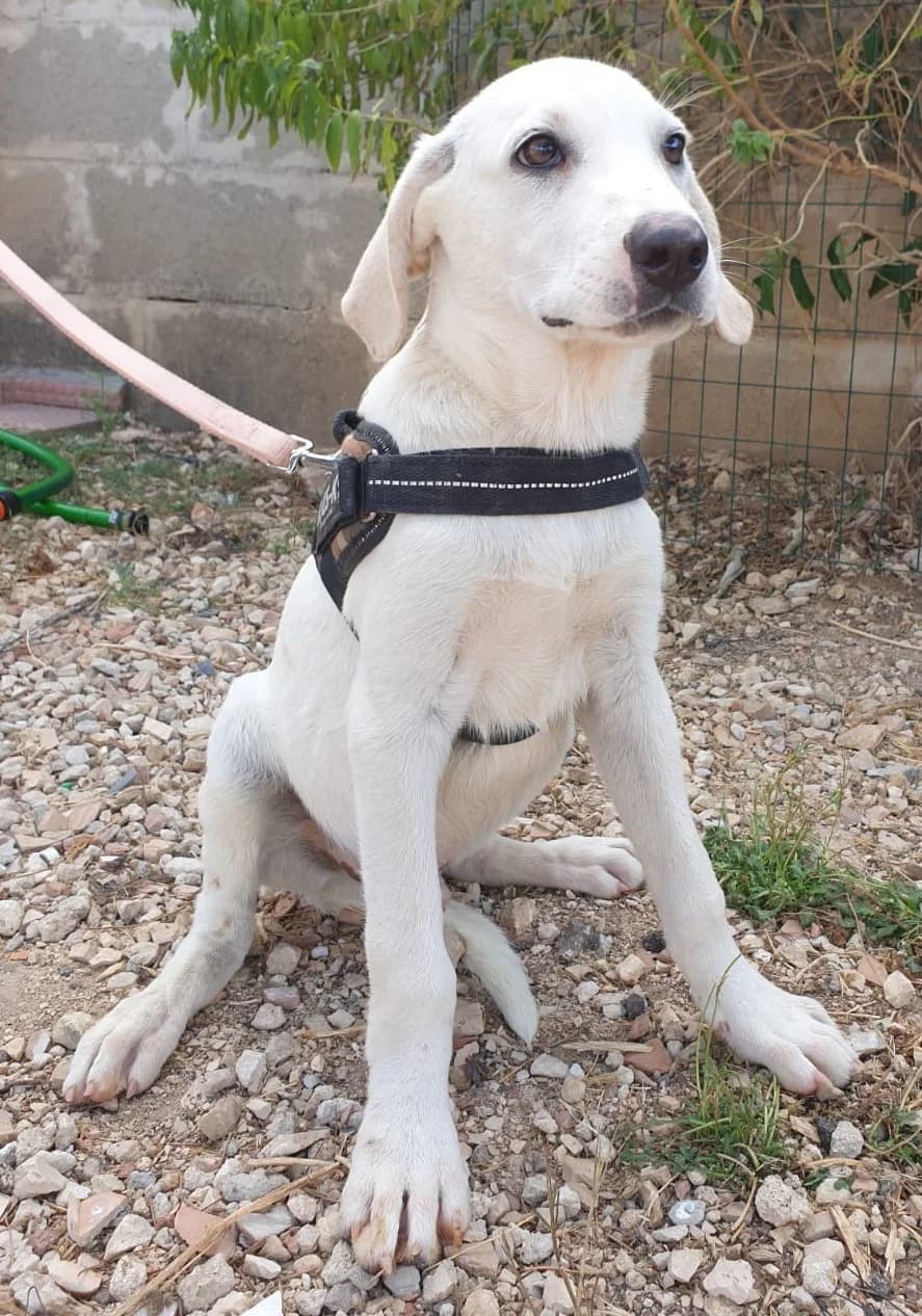 MARLEY, male Mixed Breed for adoption at Lega del Cane Altamura