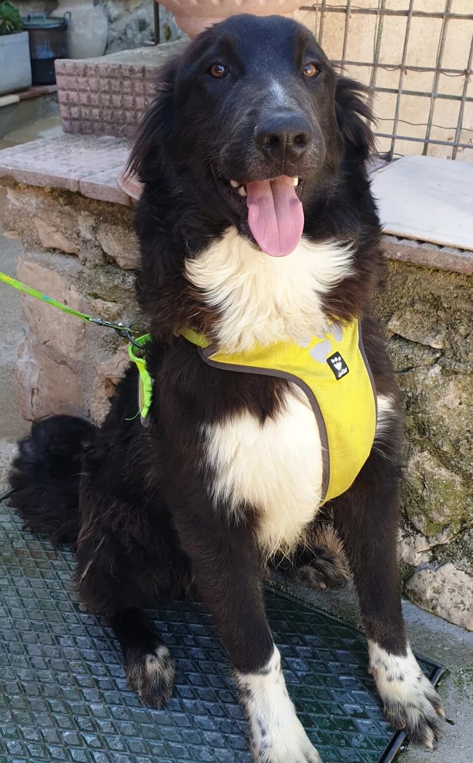 MARTE, male Mixed Breed for adoption at Lega del Cane Altamura