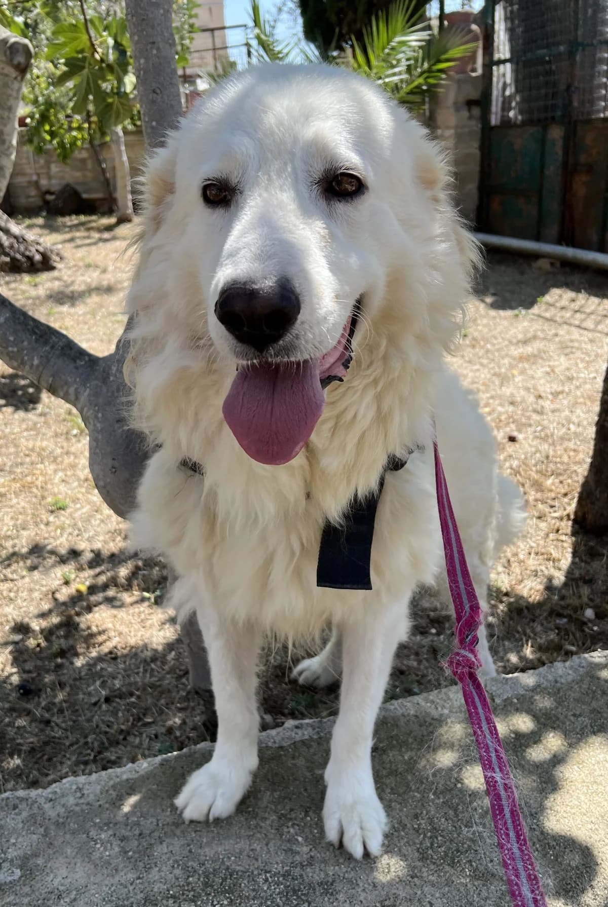 MAX, male Mixed Breed for adoption at Lega del Cane Altamura