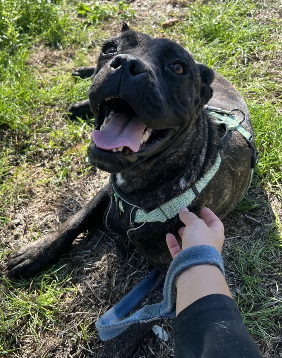 MIRANDA, female Mixed Breed for adoption at Lega del Cane Altamura