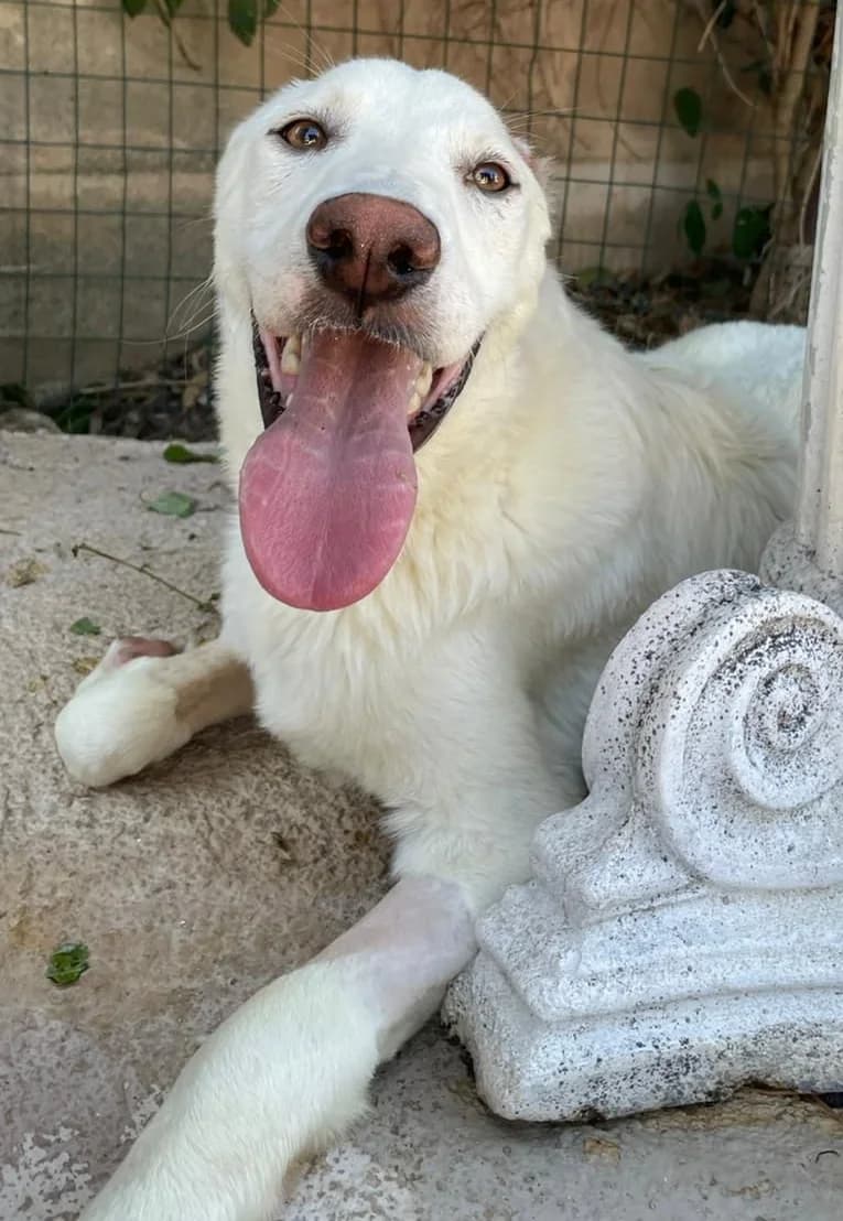 MIRKO, male Mixed Breed for adoption at Lega del Cane Altamura