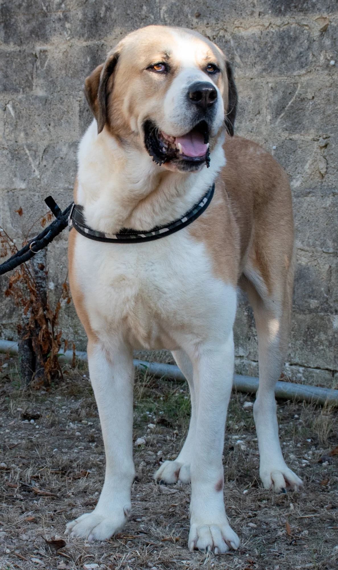 MISTER, male Mixed Breed for adoption at Lega del Cane Altamura