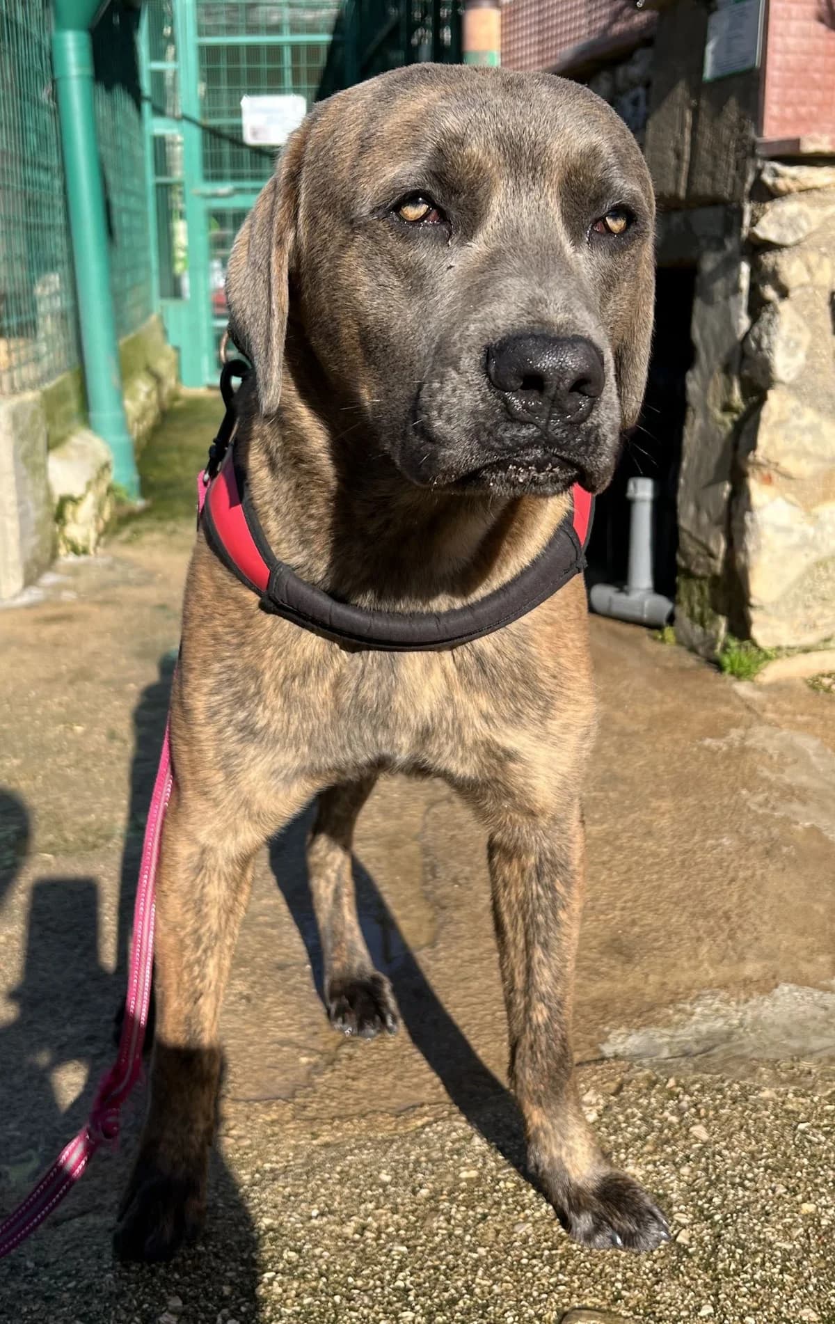 MUFFIN, male Mixed Breed for adoption at Lega del Cane Altamura