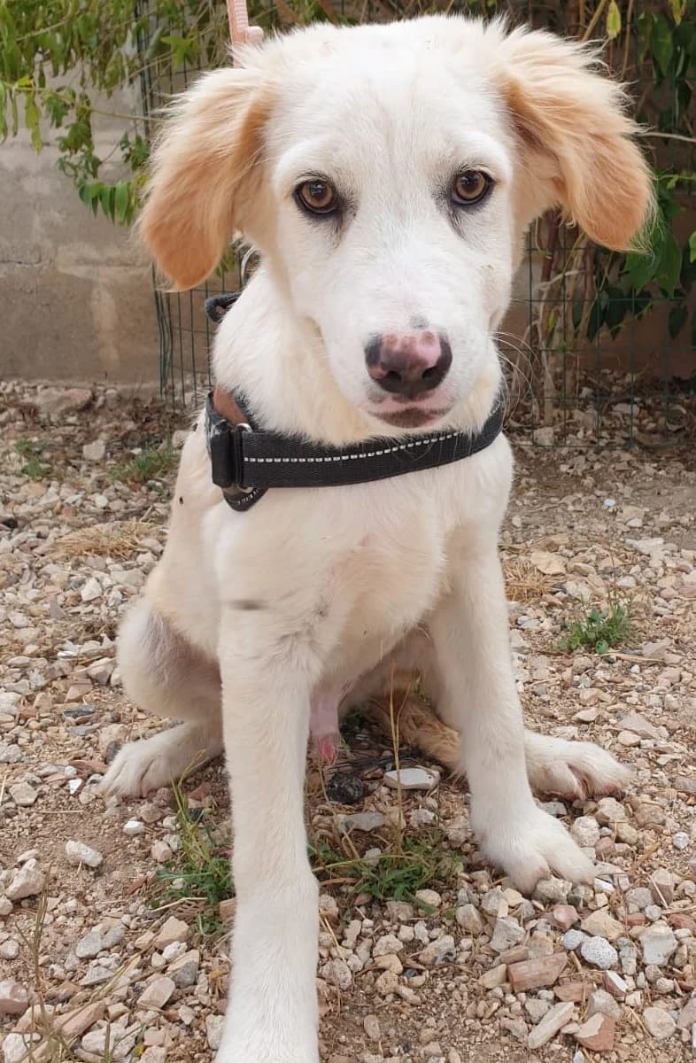 NAVEEN, male Mixed Breed for adoption at Lega del Cane Altamura