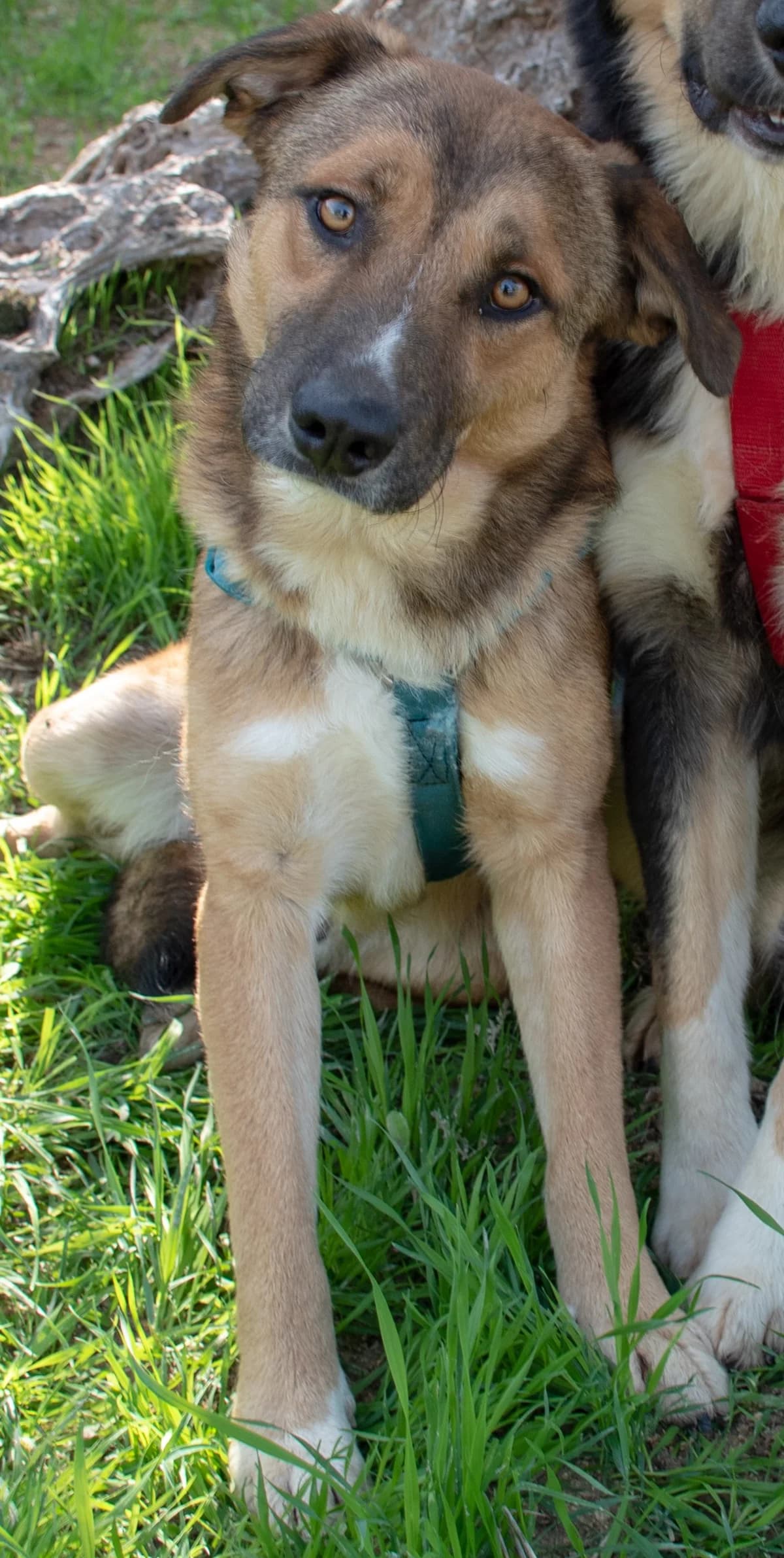 NIKO, male Mixed Breed for adoption at Lega del Cane Altamura