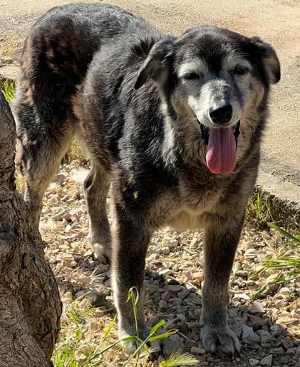 NONNA PIGNA, female Mixed Breed for adoption at Lega del Cane Altamura