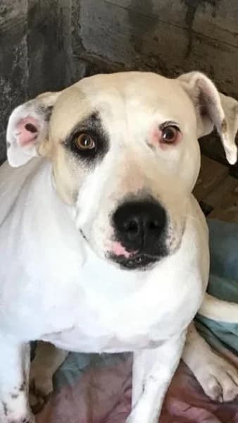 OCCHIDOLCI, female Mixed Breed for adoption at Lega del Cane Altamura