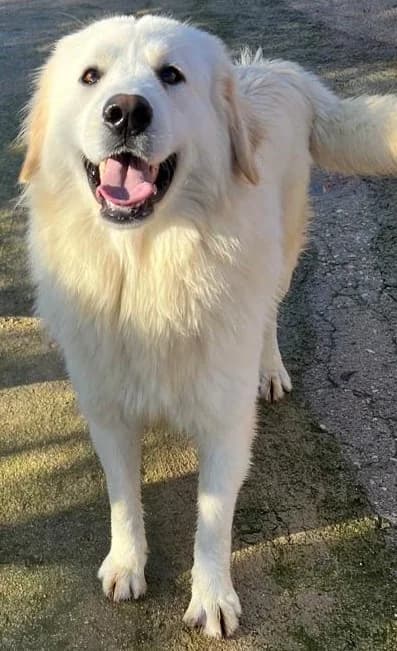 OMAR, male Mixed Breed for adoption at Lega del Cane Altamura