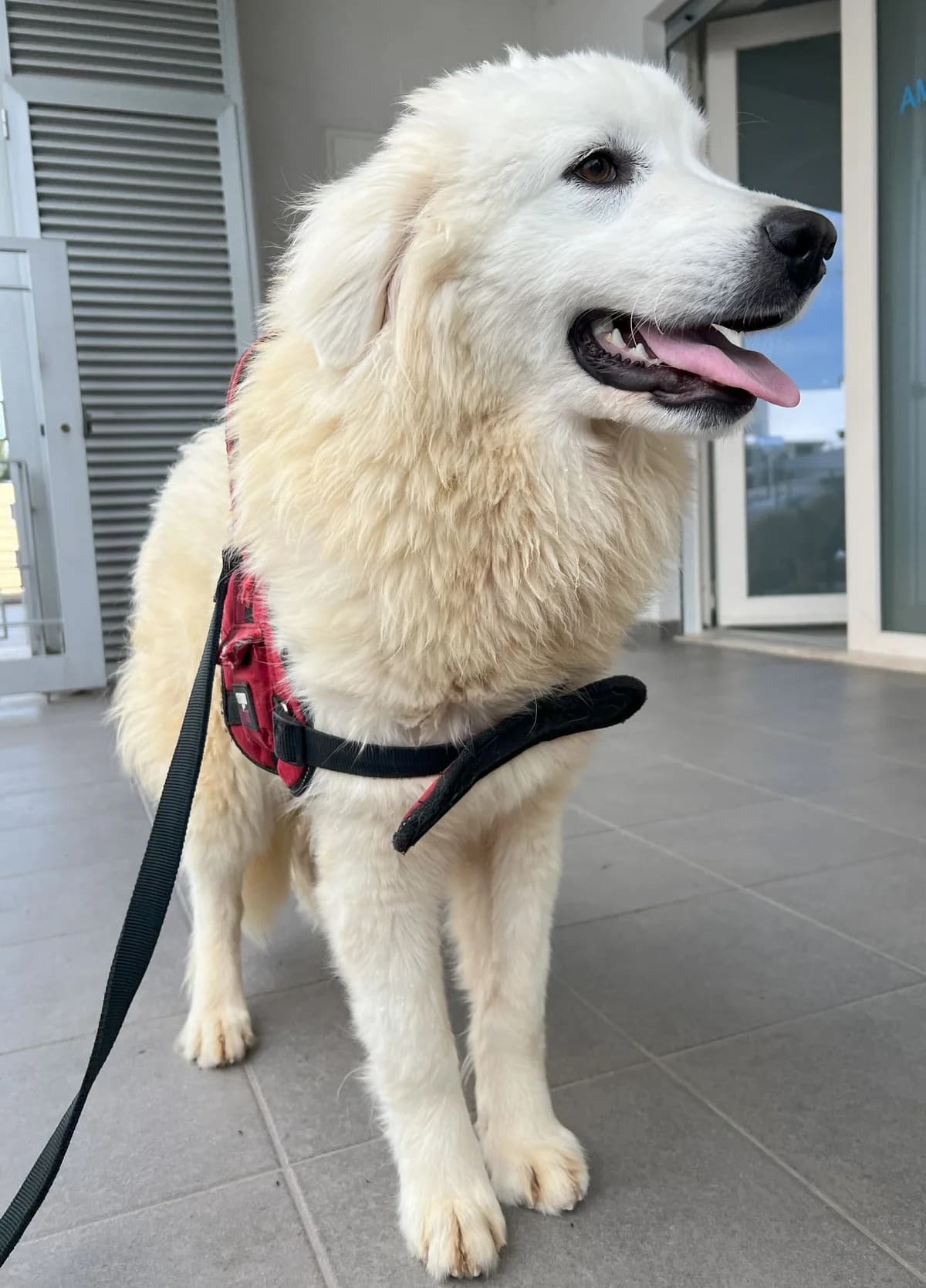 PALLINA, female Mixed Breed for adoption at Lega del Cane Altamura