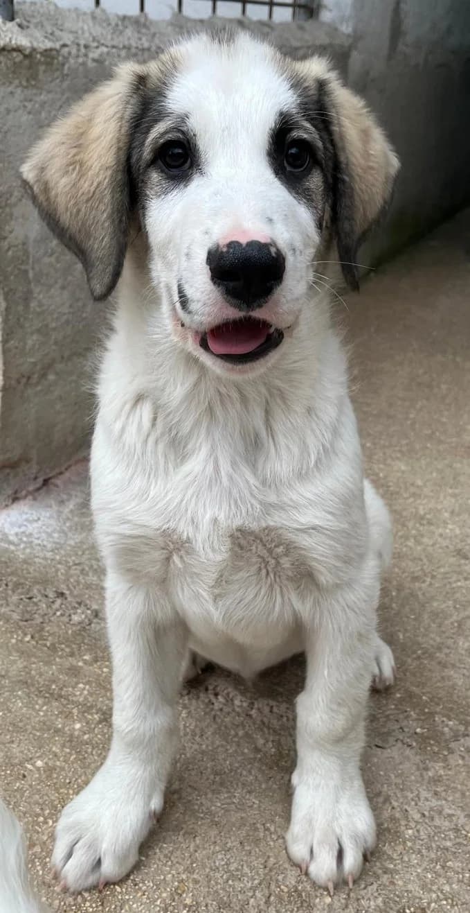 PALLINO, male Mixed Breed for adoption at Lega del Cane Altamura