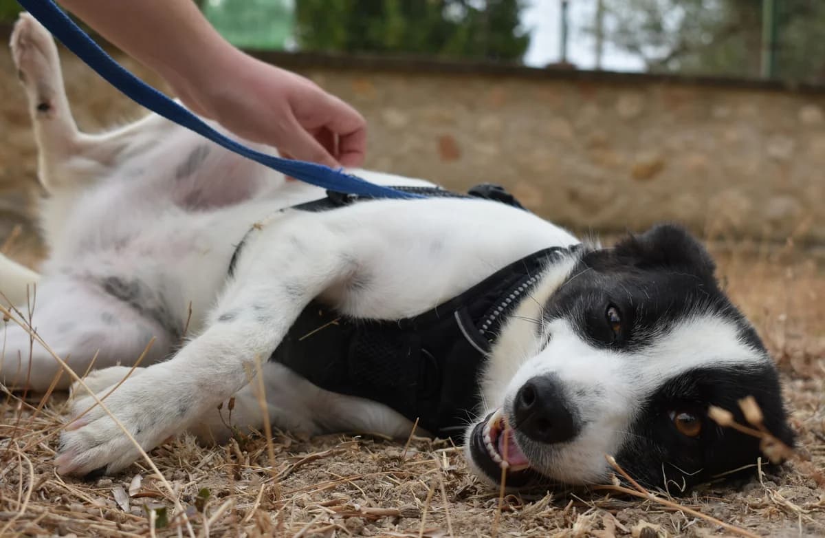 PANDA, female Mixed Breed for adoption at Lega del Cane Altamura