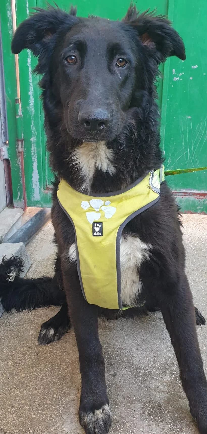 PATROCLO, male Mixed Breed for adoption at Lega del Cane Altamura