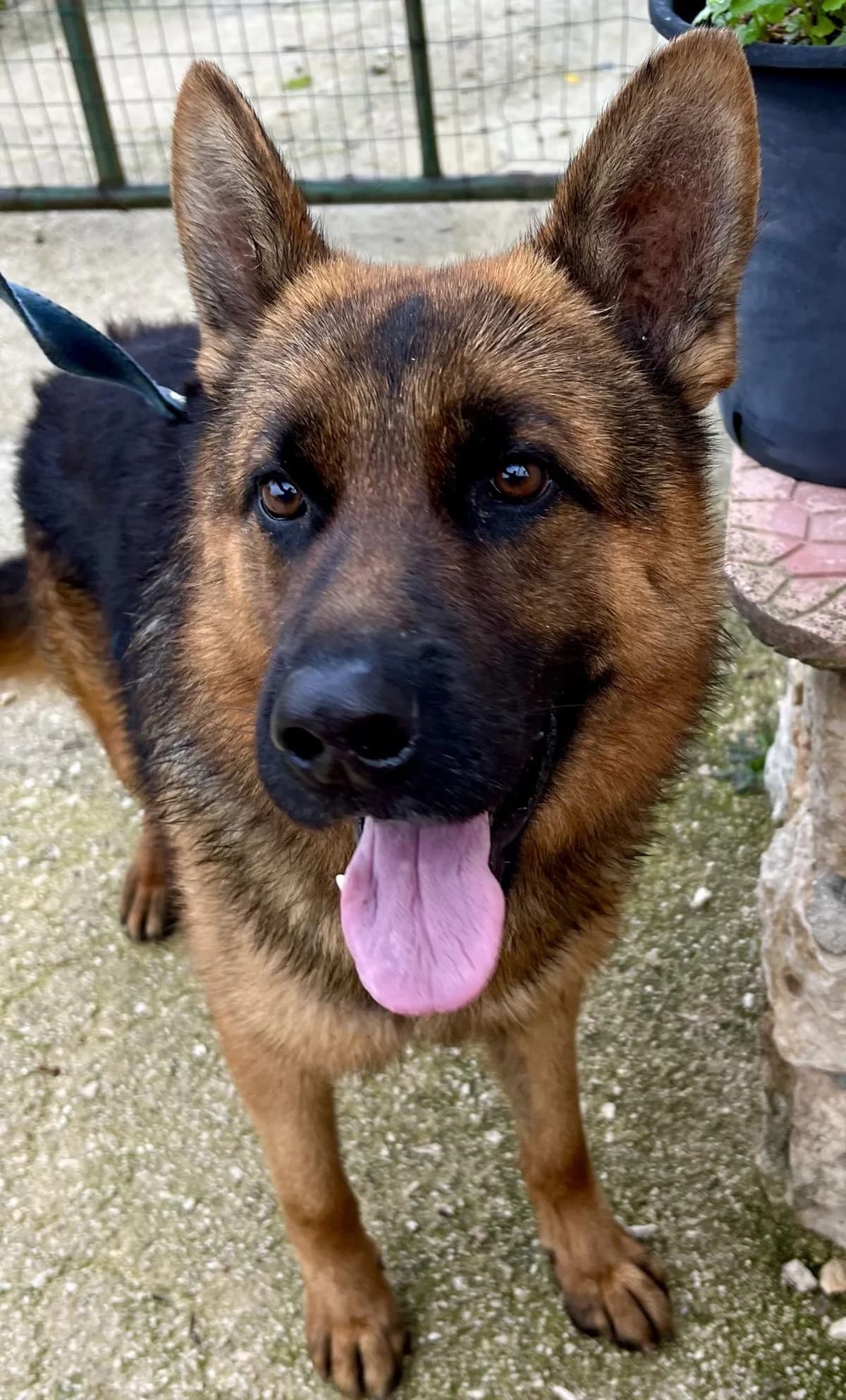 PEDRO, male Mixed Breed for adoption at Lega del Cane Altamura