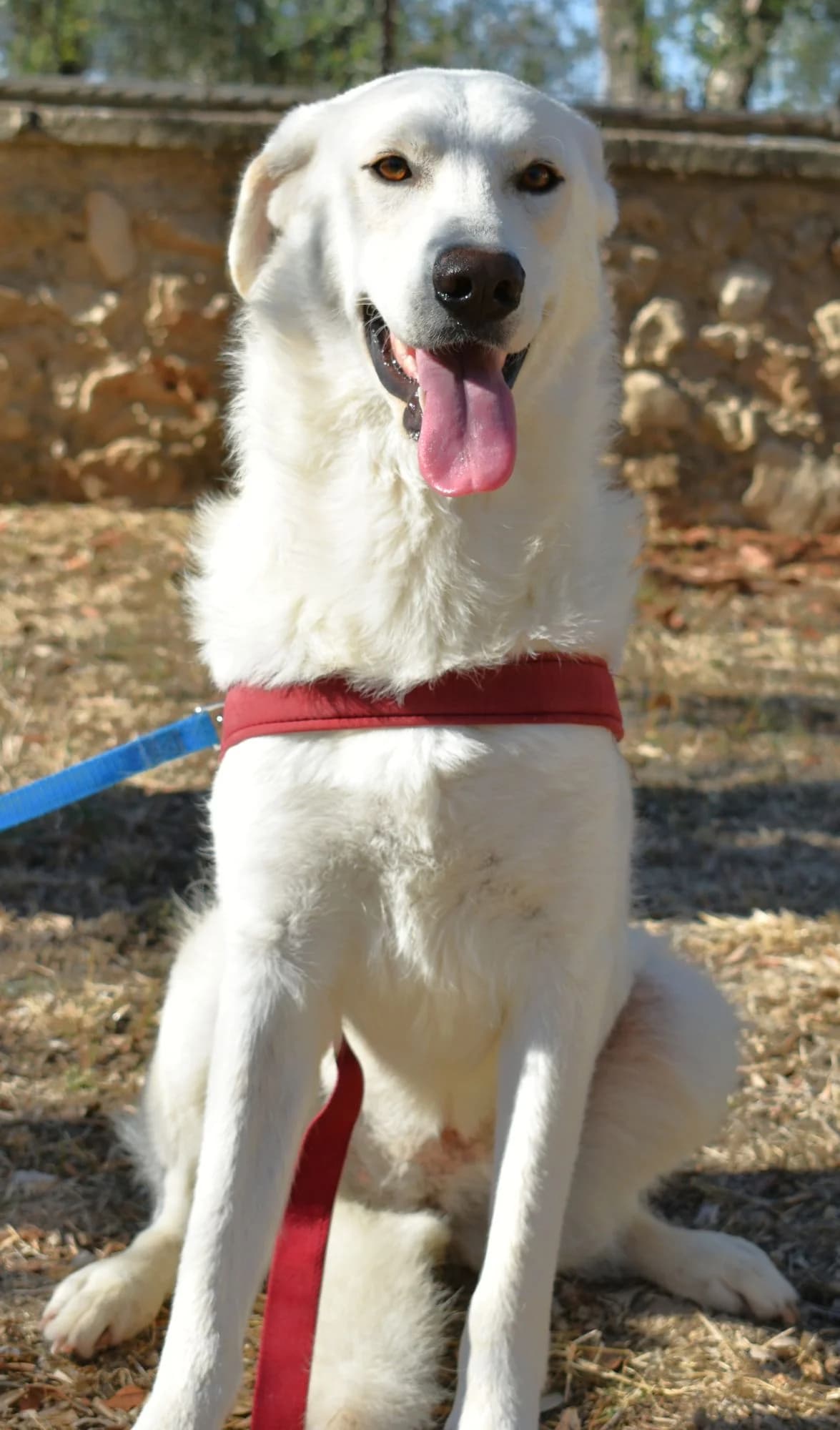 PENNY, female Mixed Breed for adoption at Lega del Cane Altamura