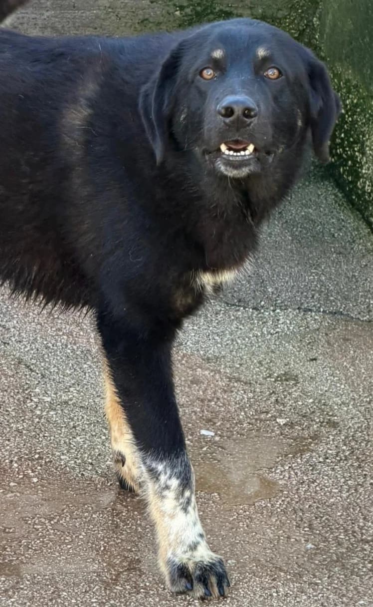 PEPE, male Mixed Breed for adoption at Lega del Cane Altamura