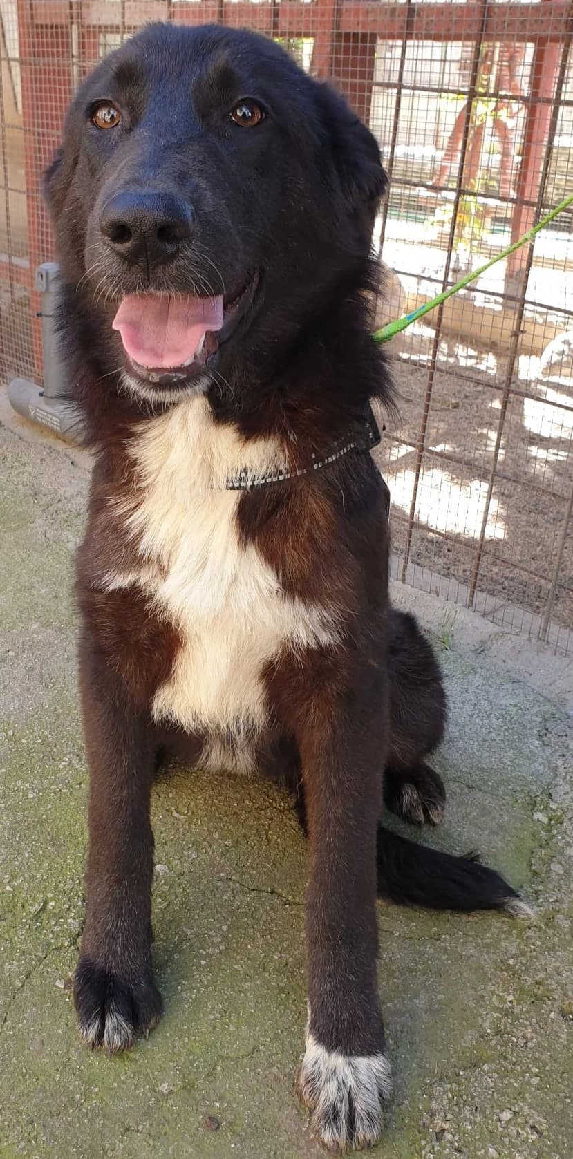 PETUNIA, female Mixed Breed for adoption at Lega del Cane Altamura