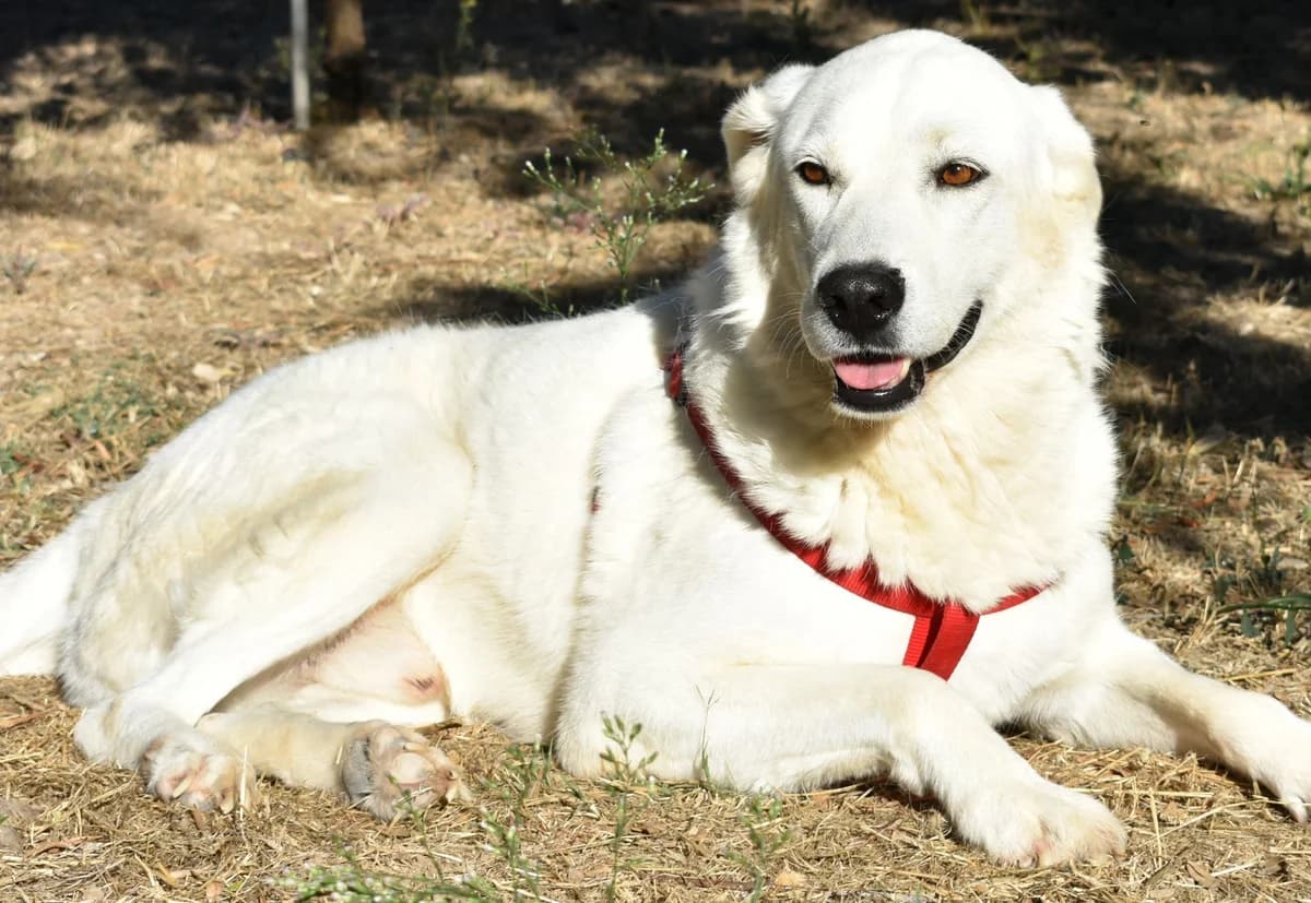 PIER, male Mixed Breed for adoption at Lega del Cane Altamura