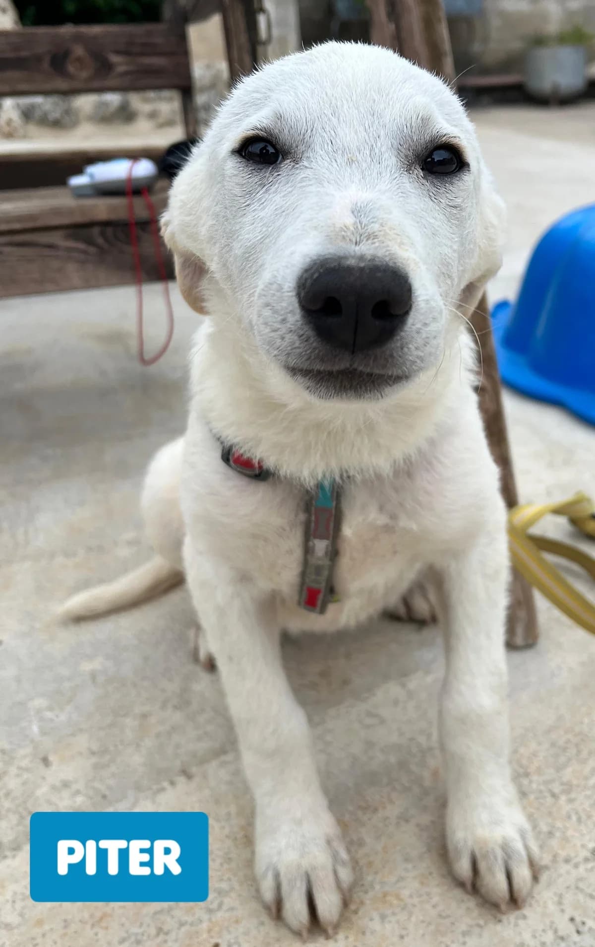 PITER, male Mixed Breed for adoption at Lega del Cane Altamura