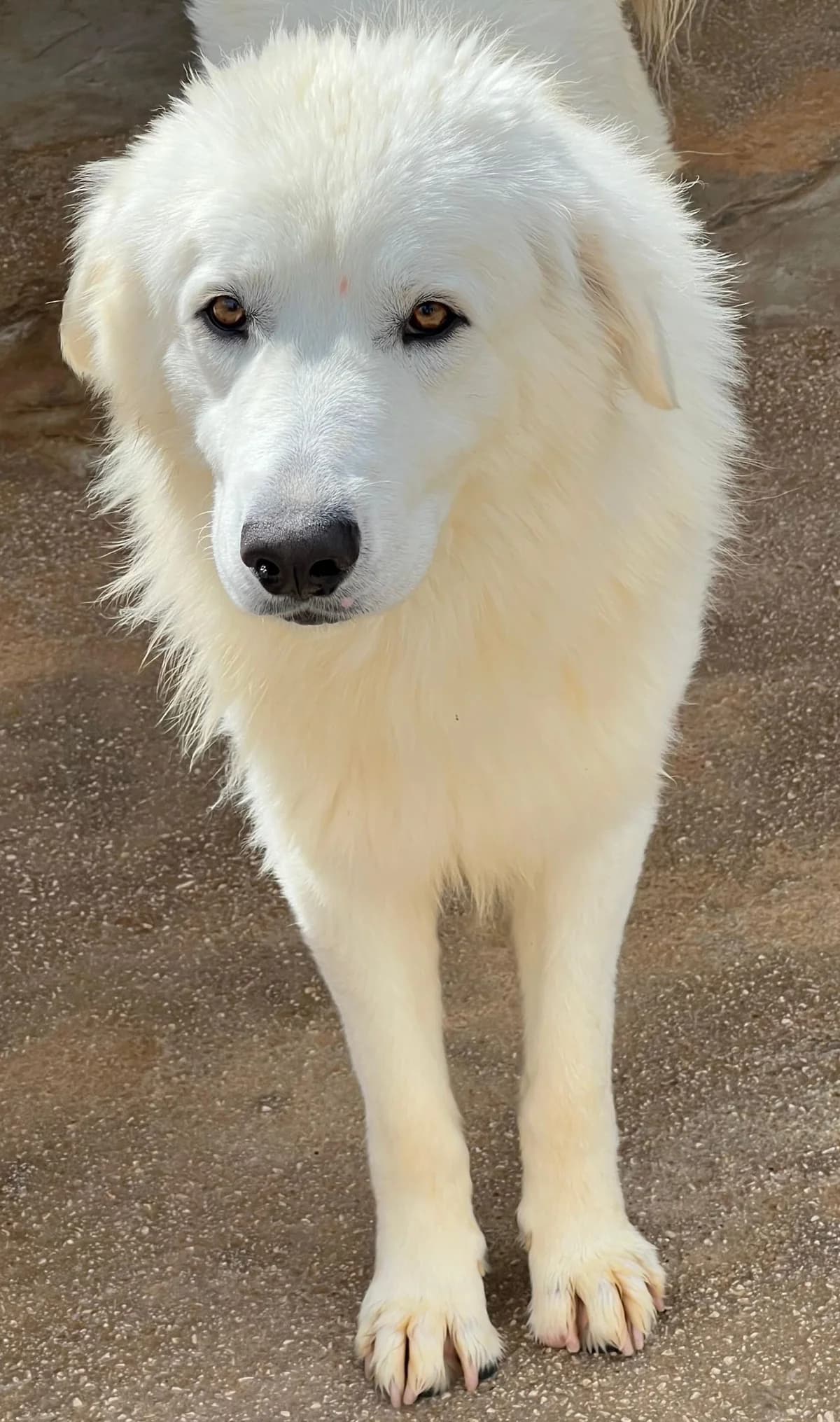 PLAYBOY, male Mixed Breed for adoption at Lega del Cane Altamura