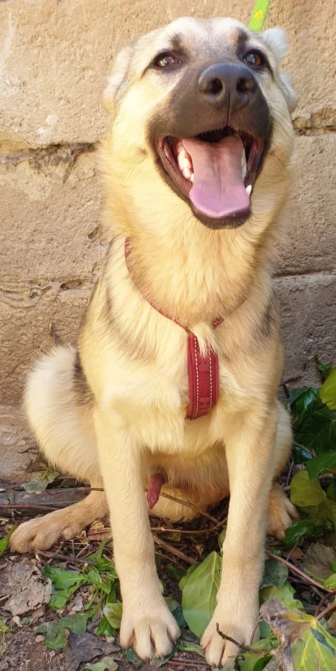 PLUTONE, male Mixed Breed for adoption at Lega del Cane Altamura