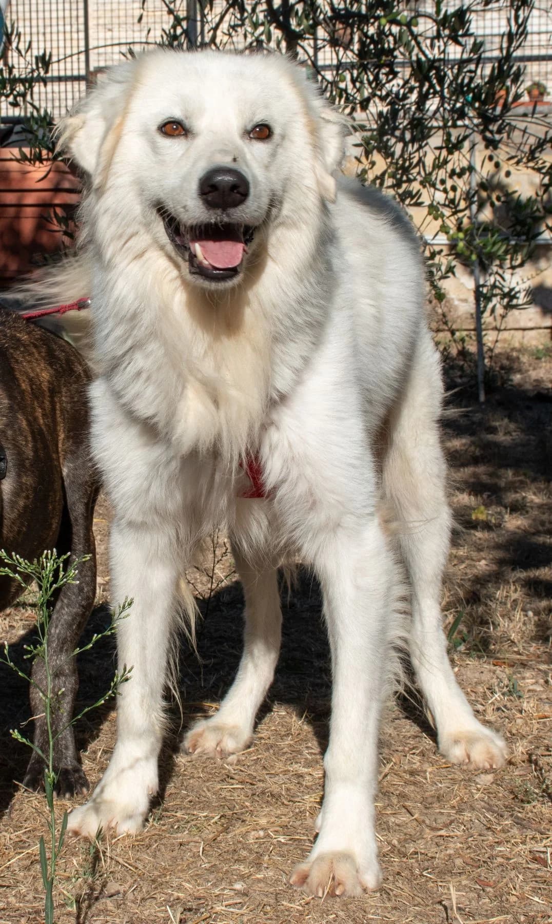 POLDO, male Mixed Breed for adoption at Lega del Cane Altamura