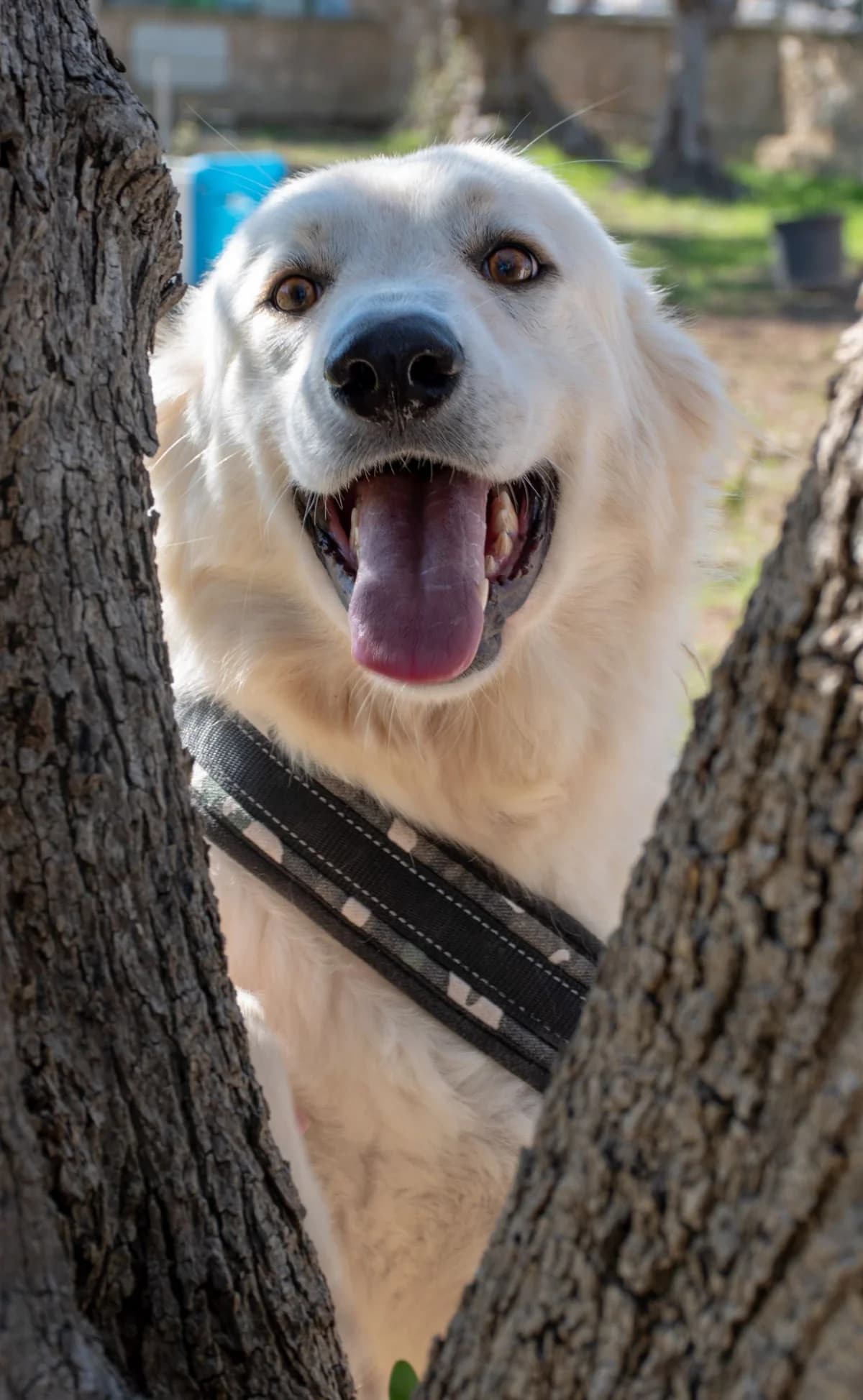 POLPETTA, female Mixed Breed for adoption at Lega del Cane Altamura