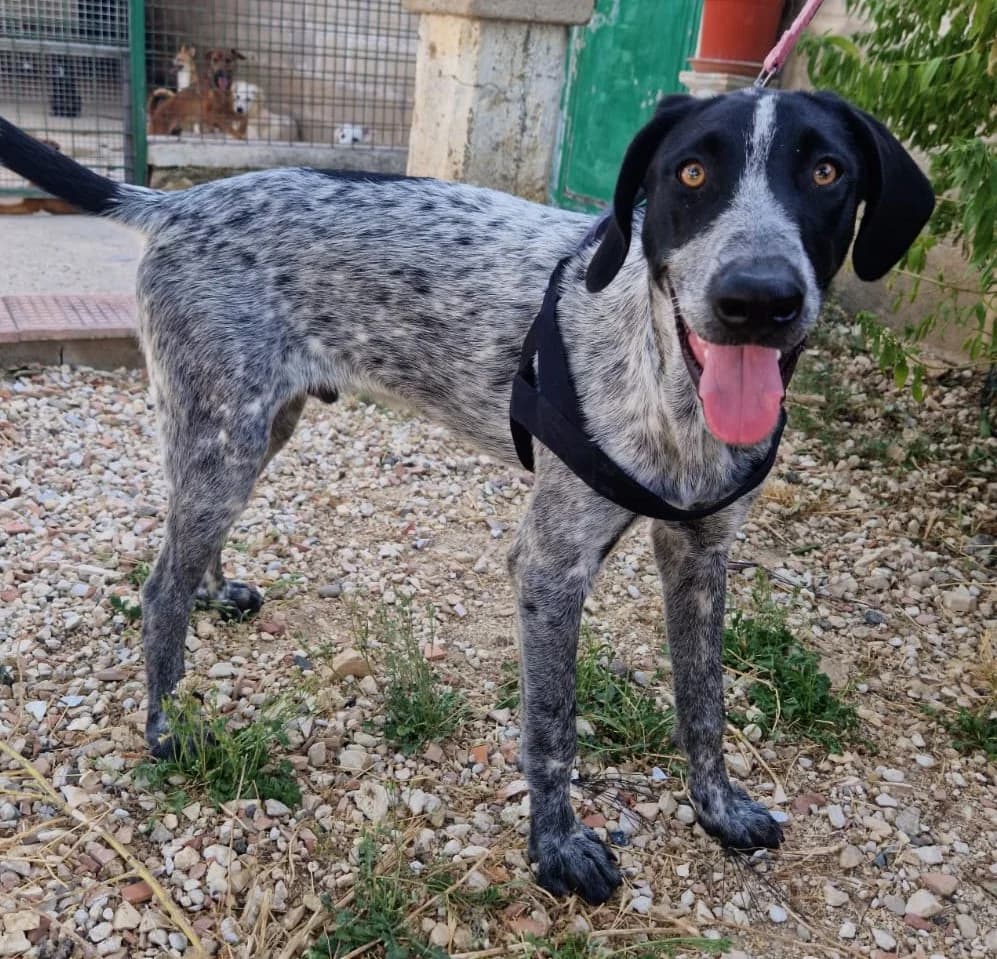 PONGO, male Mixed Breed for adoption at Lega del Cane Altamura