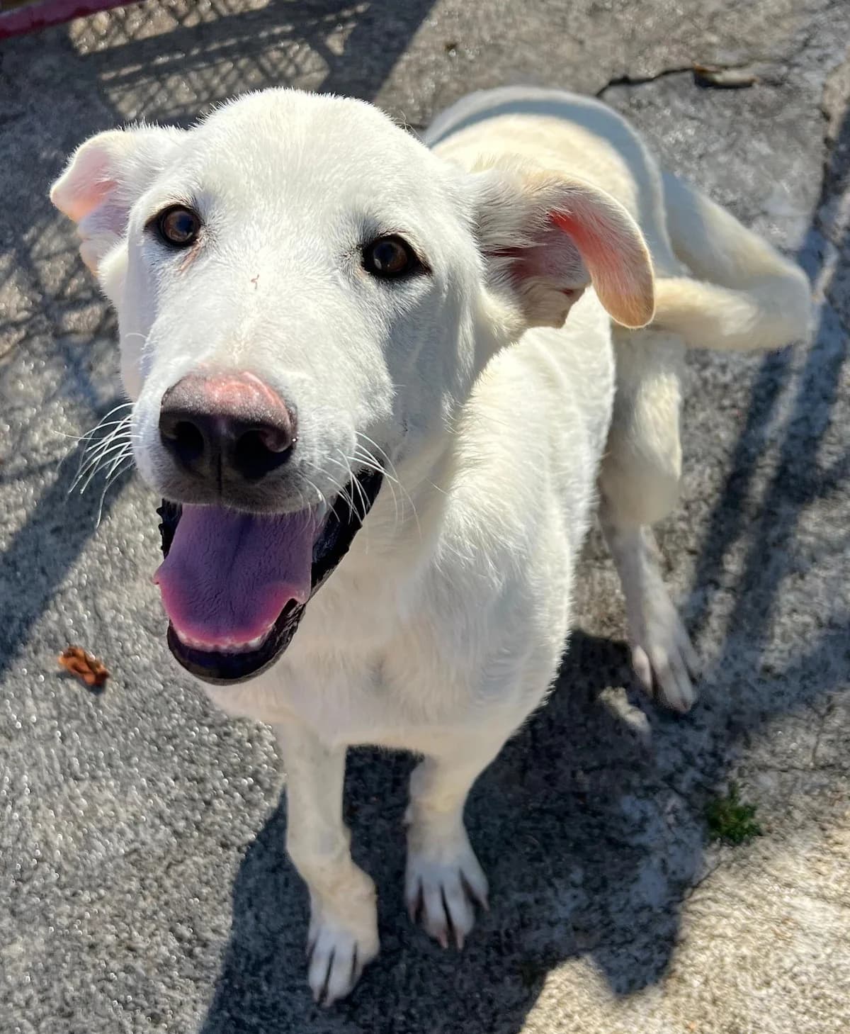 PUPO, male Mixed Breed for adoption at Lega del Cane Altamura
