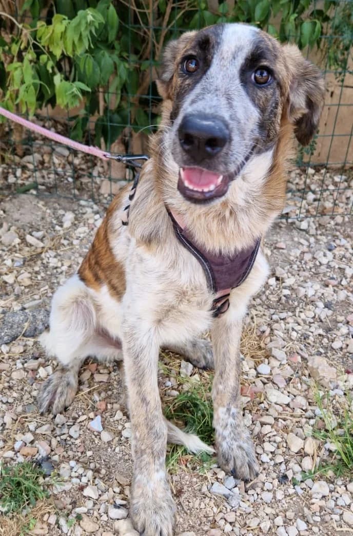 RAMSES, male Mixed Breed for adoption at Lega del Cane Altamura
