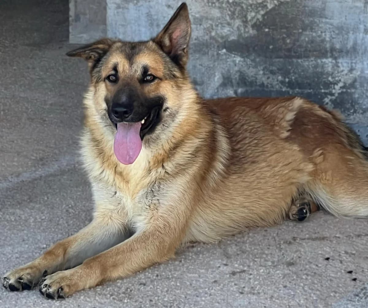 RAYAN, male Mixed Breed for adoption at Lega del Cane Altamura
