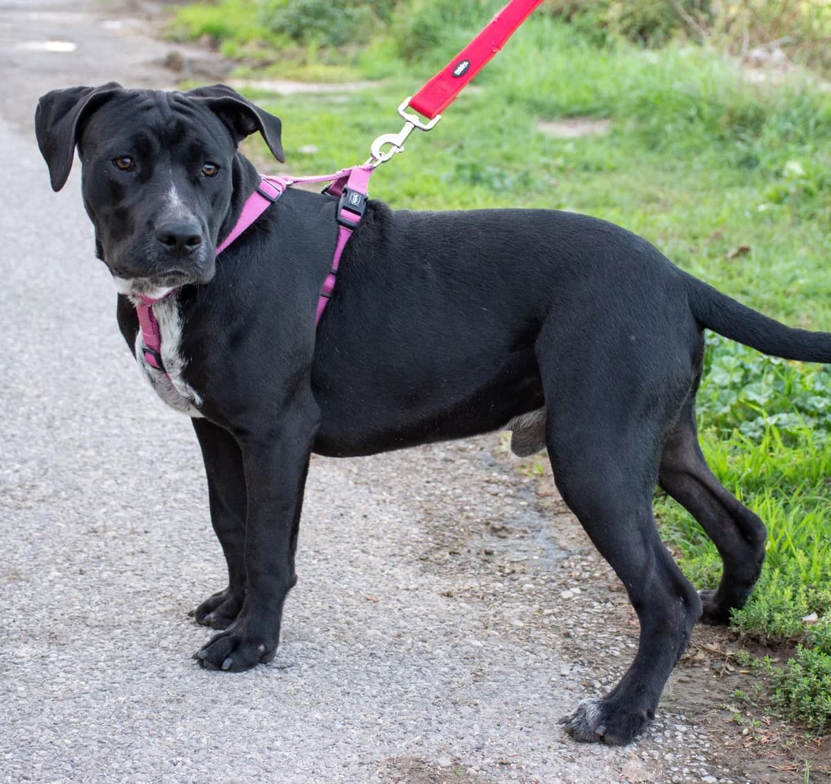 RICKY, male Mixed Breed for adoption at Lega del Cane Altamura