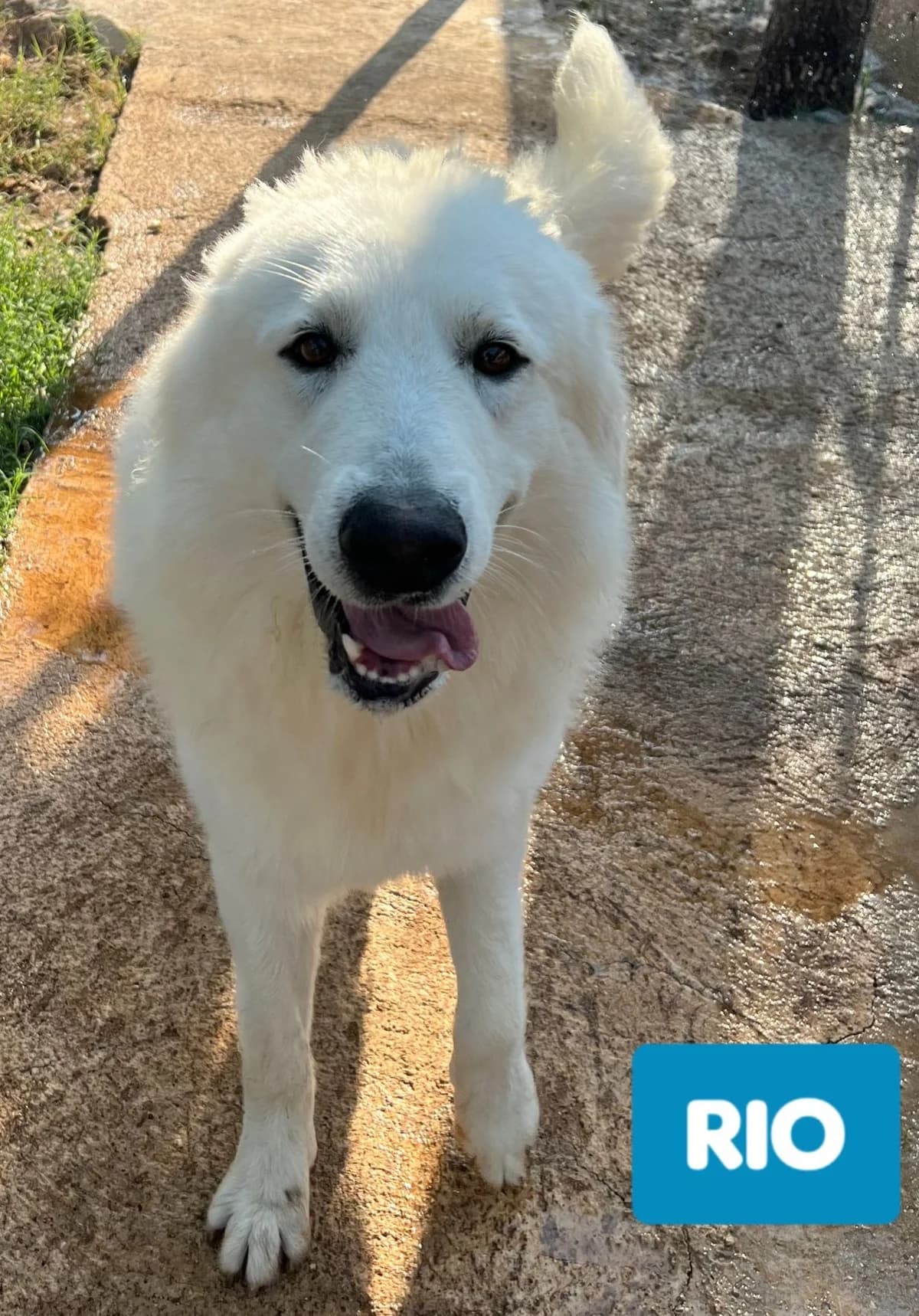 RIO, male Mixed Breed for adoption at Lega del Cane Altamura