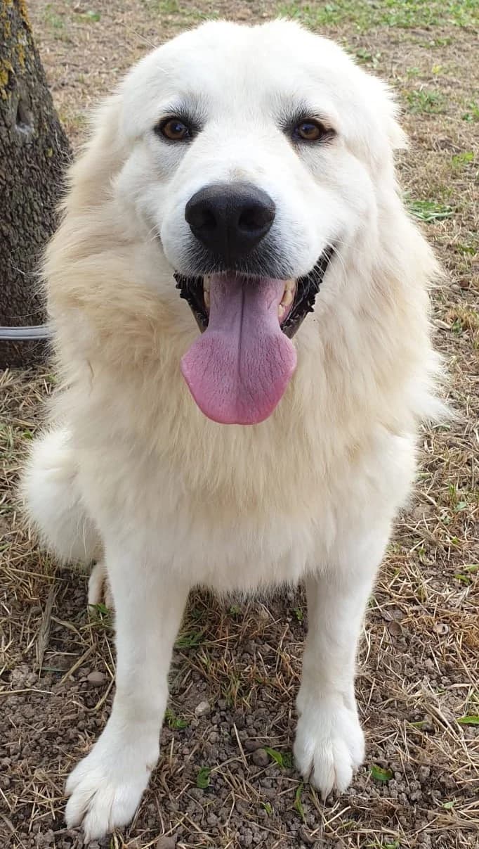 ROCKY, male Mixed Breed for adoption at Lega del Cane Altamura