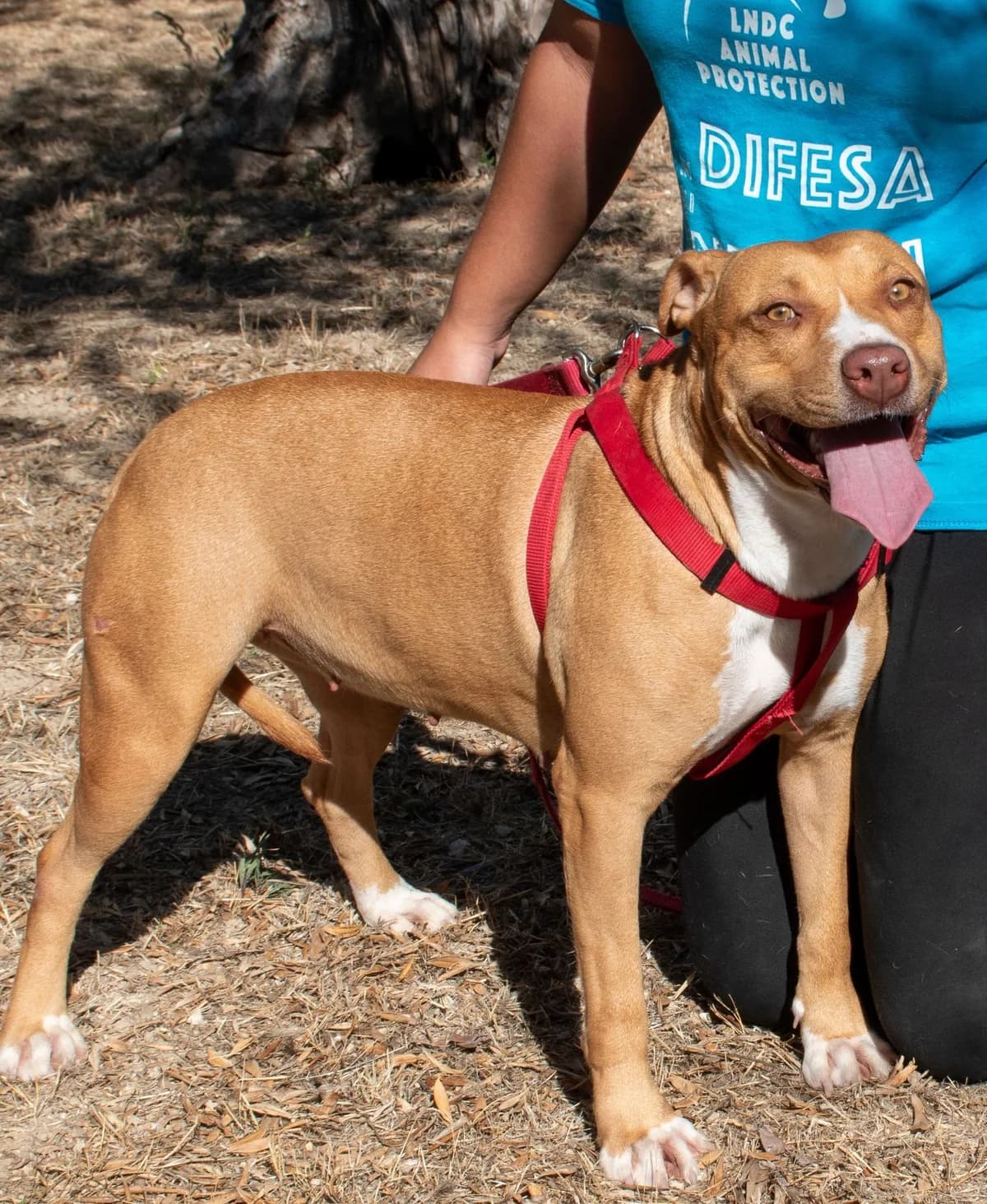 ROSAMUNDE, female Mixed Breed for adoption at Lega del Cane Altamura