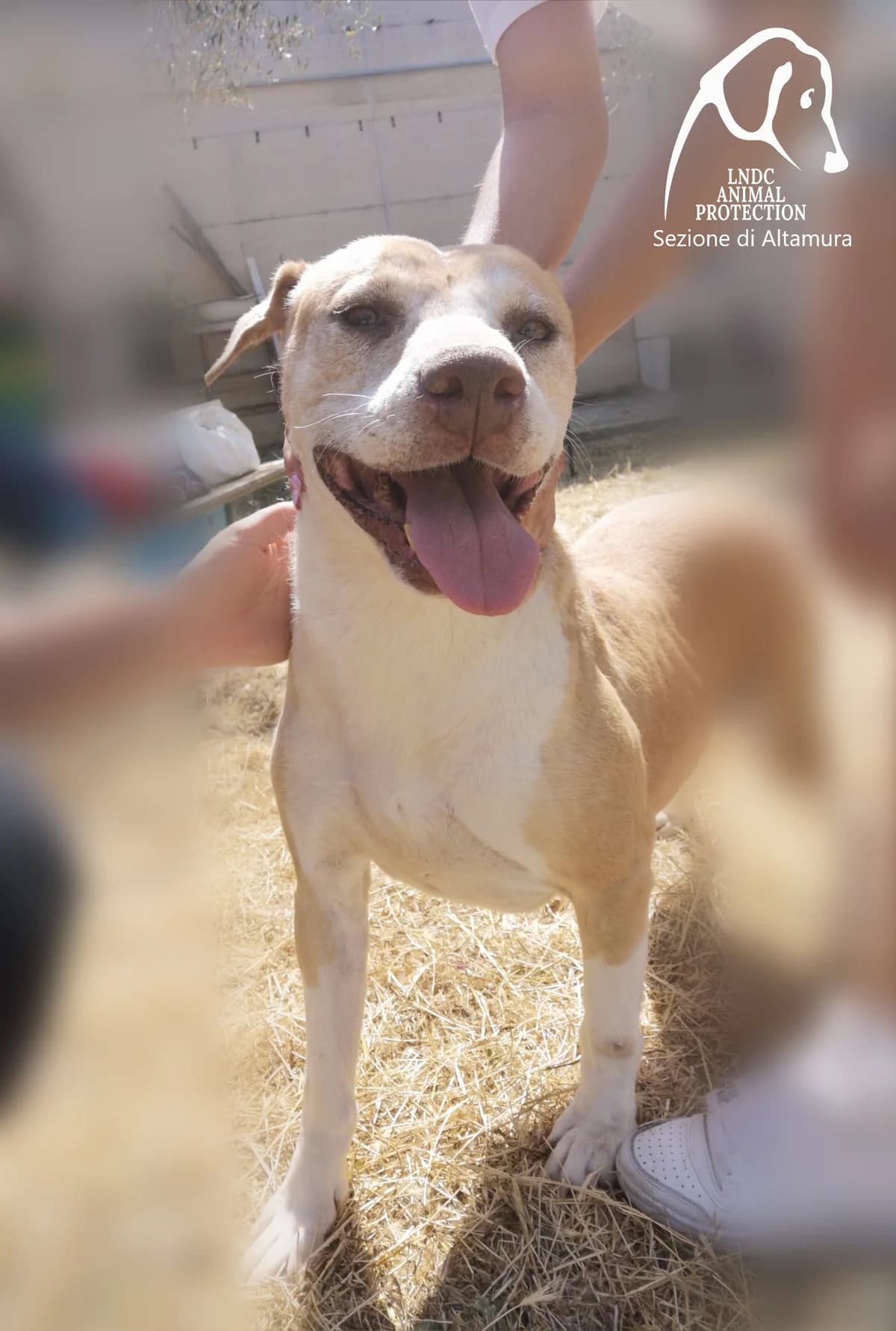 ROSE, female Mixed Breed for adoption at Lega del Cane Altamura