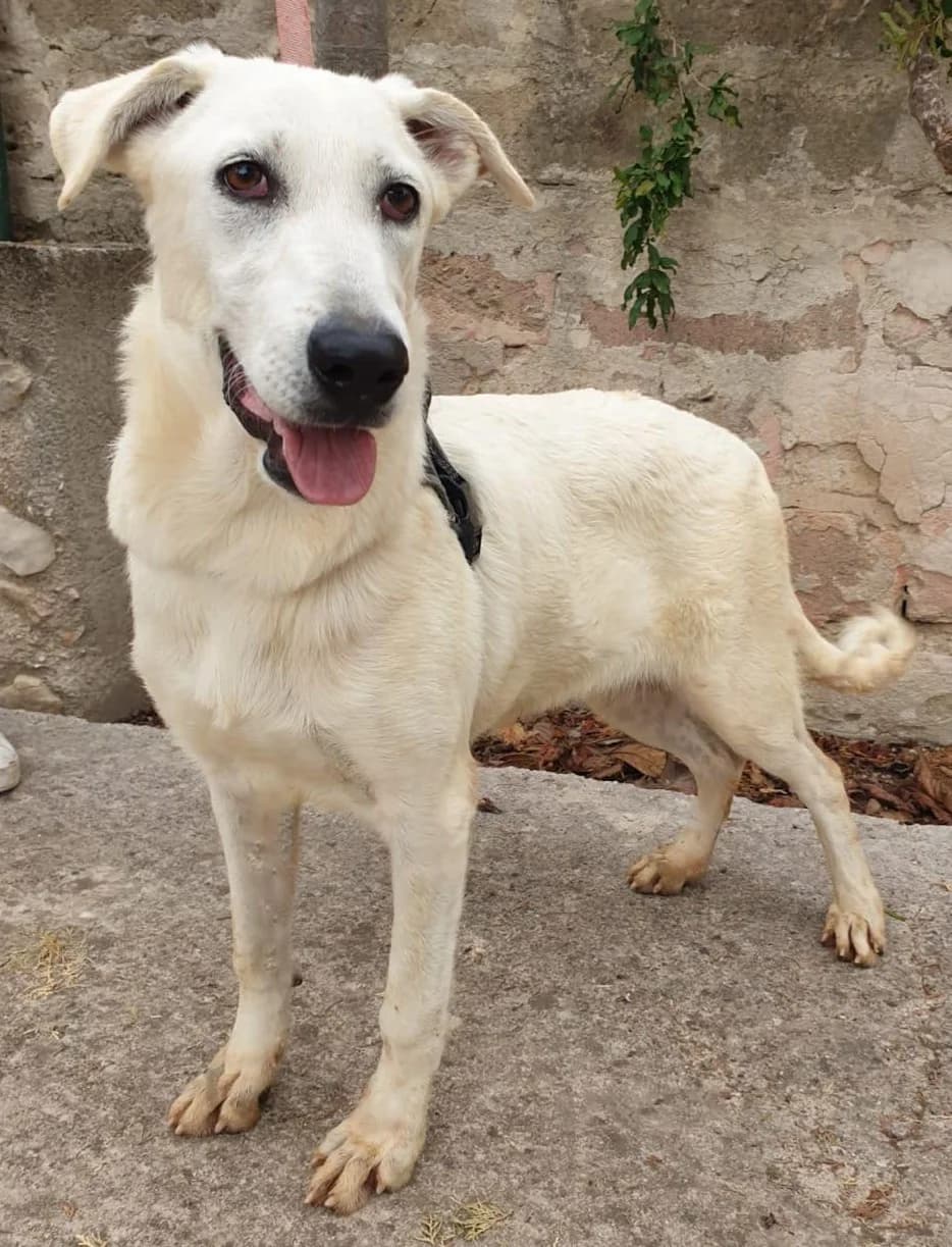ROSE, female Mixed Breed for adoption at Lega del Cane Altamura