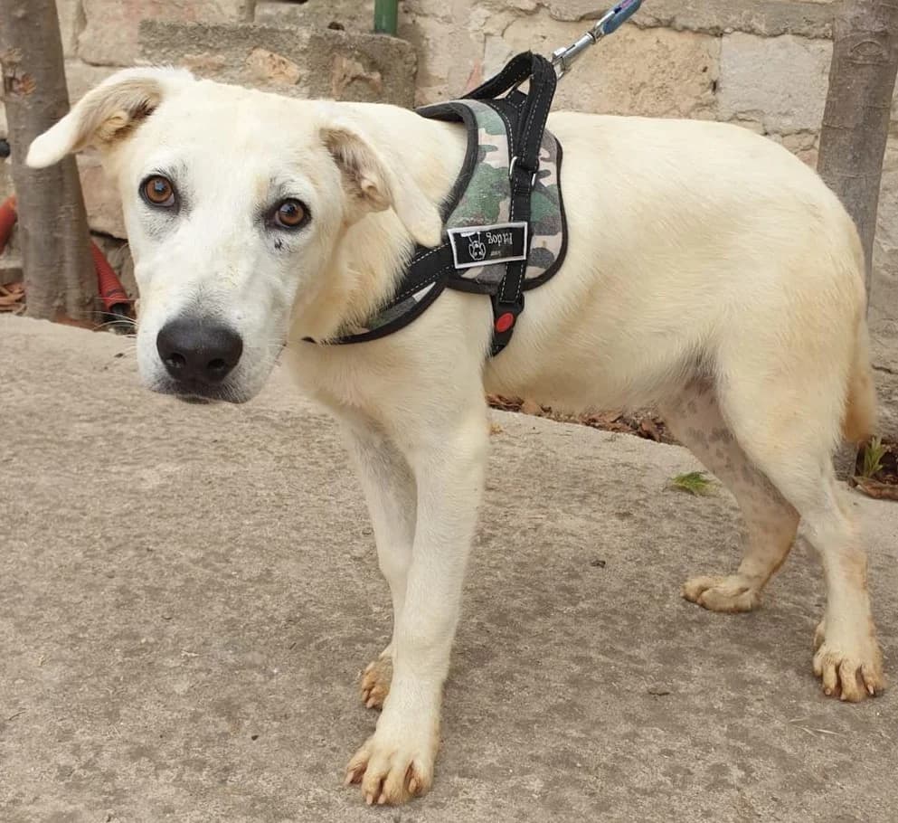ROSSELLA, female Mixed Breed for adoption at Lega del Cane Altamura