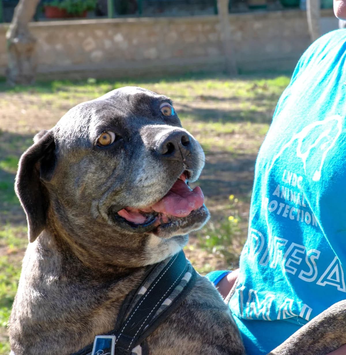 SAMANTA, female Mixed Breed for adoption at Lega del Cane Altamura