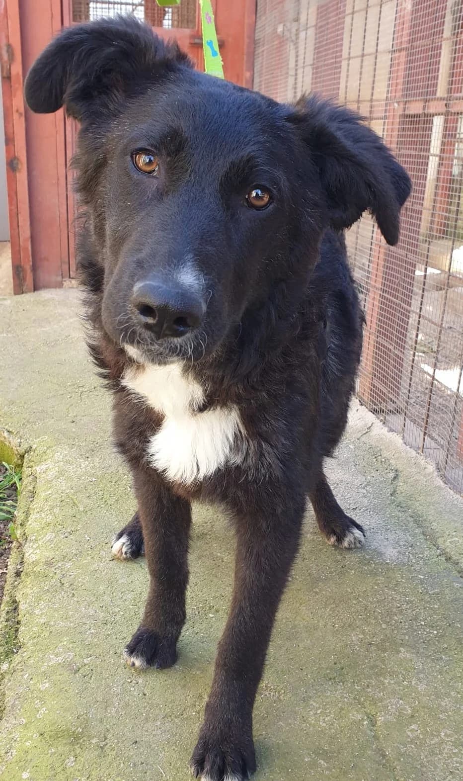 SIBILLA, female Mixed Breed for adoption at Lega del Cane Altamura