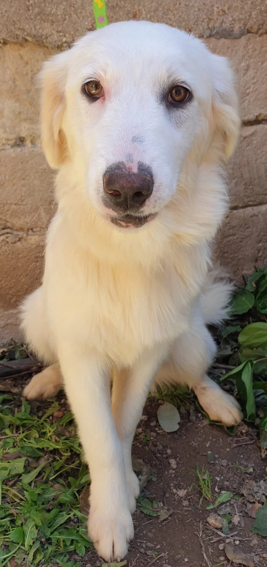 SILLY, female Mixed Breed for adoption at Lega del Cane Altamura