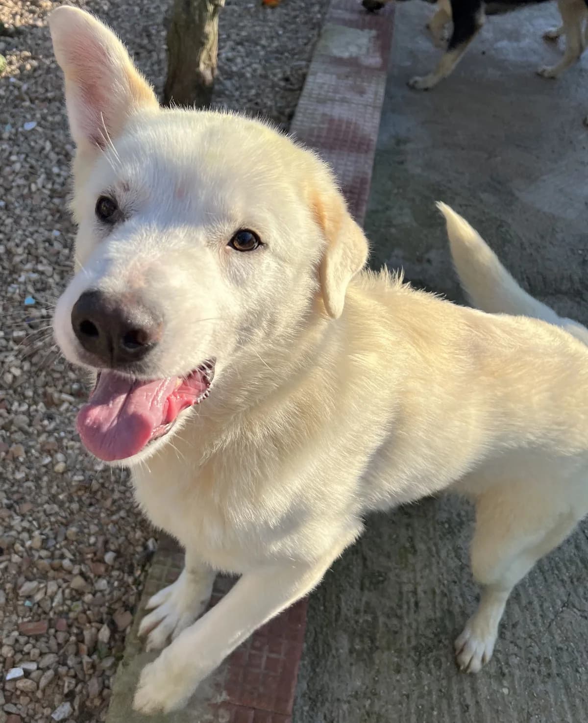 SIMBA, male Mixed Breed for adoption at Lega del Cane Altamura