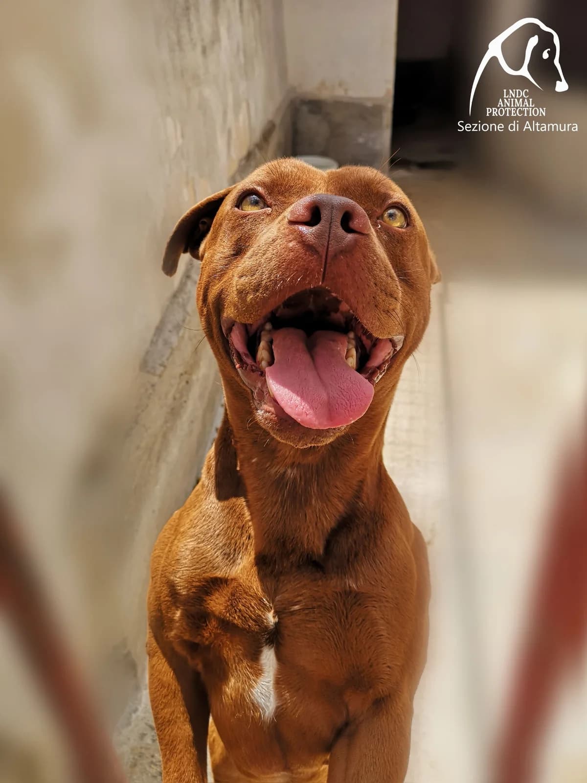 SPENK, male Mixed Breed for adoption at Lega del Cane Altamura