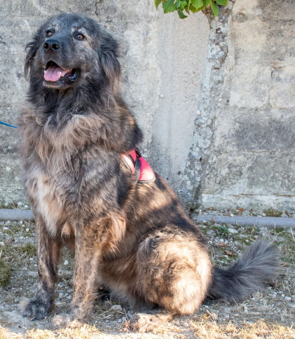 SPERANZA, female Mixed Breed for adoption at Lega del Cane Altamura